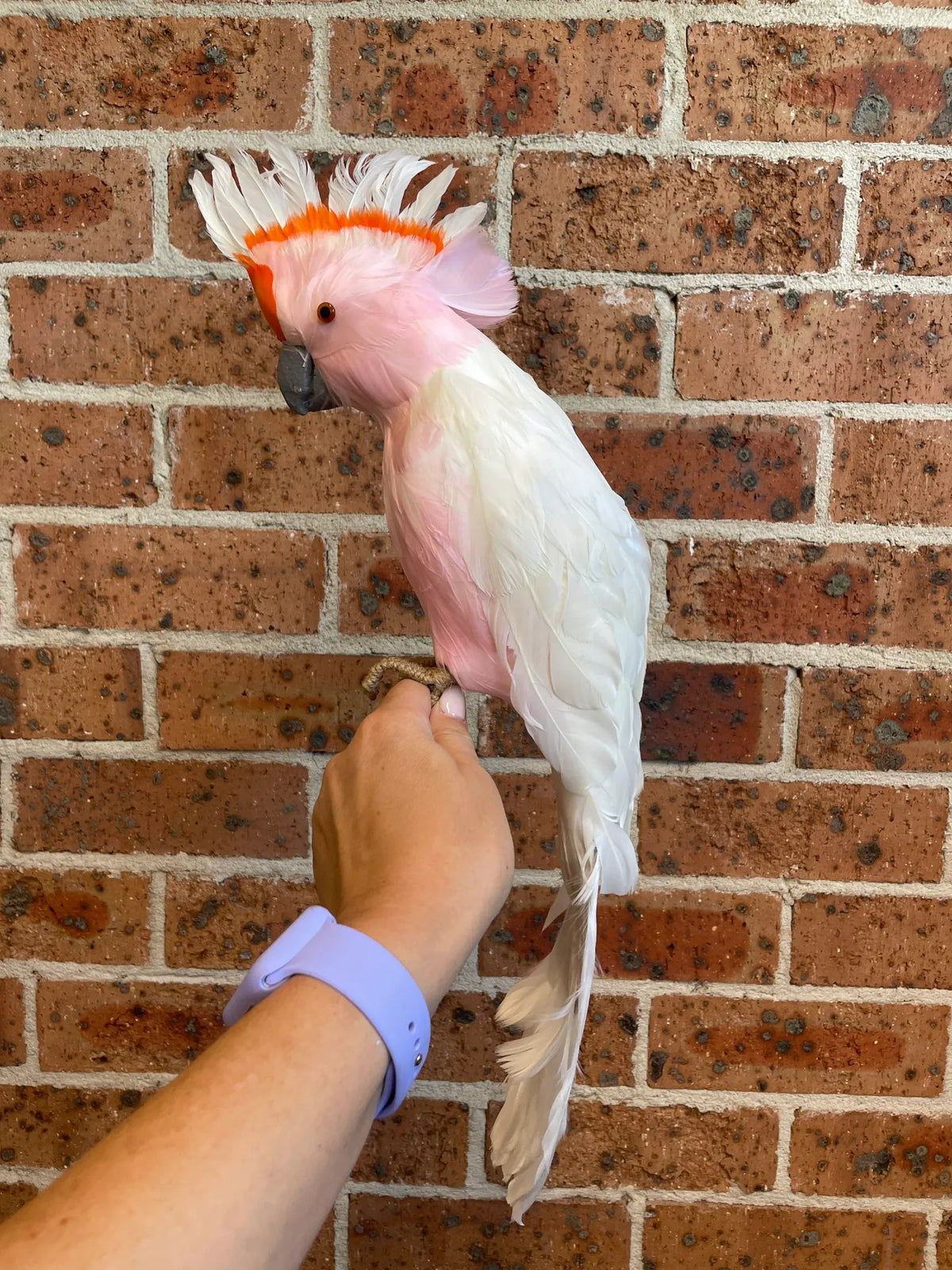 Large white galah Australian Christmas tree decoration