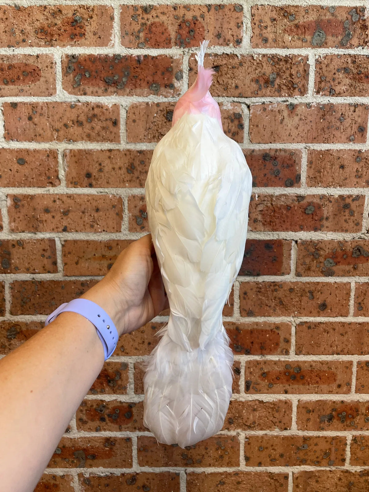 Large white galah Australian Christmas tree decoration