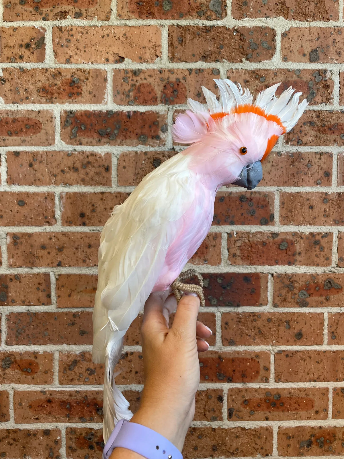Large white galah Australian Christmas tree decoration