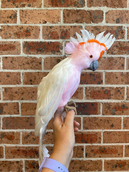 Large white galah Australian Christmas tree decoration