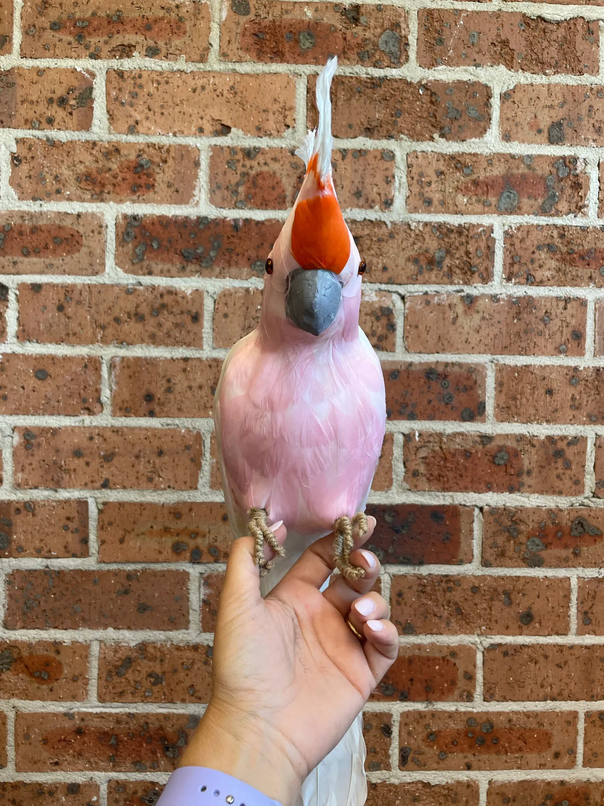 Large white galah Australian Christmas tree decoration